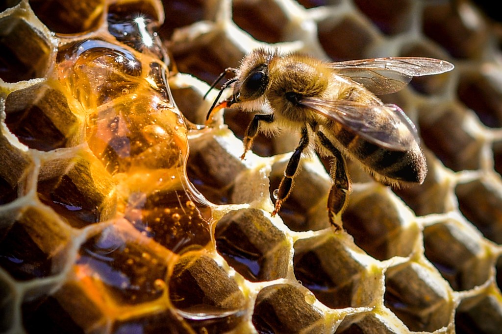 Thumbnail for Roundup weedkiller could be lethal to bees: research