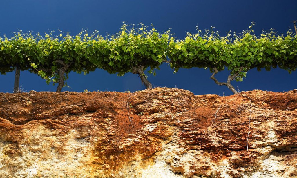 Classic terra rossa over limestone at Coonawarra. Photo: Milton Wordley