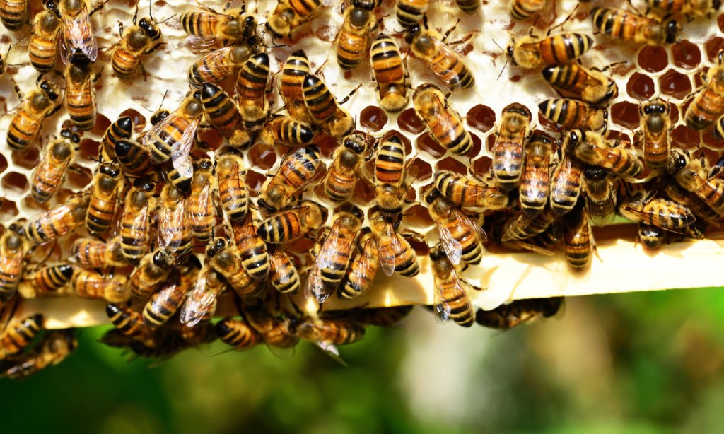 Thumbnail for Bee alert after parasite discovery