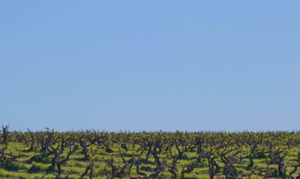 Dry-grown Grenache with the first shoots of 2019. Photo: Philip White
