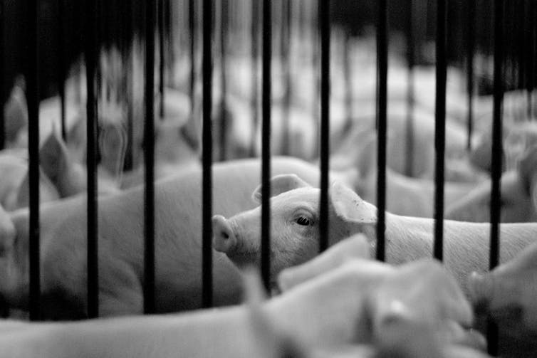 Thumbnail for Australians care about animals – but we don’t buy ethical meat