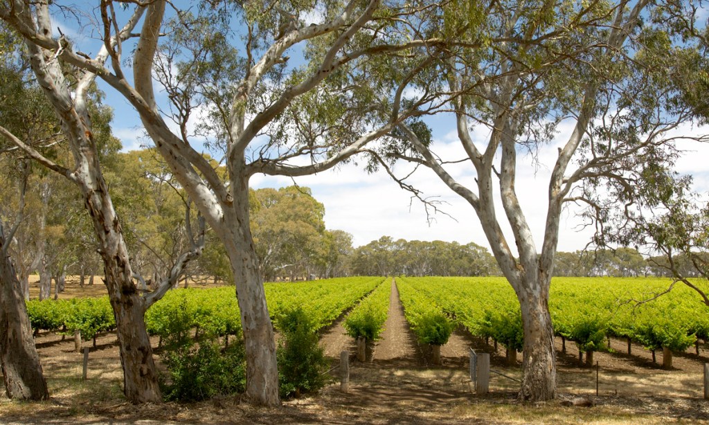 Thumbnail for Wine tourism on the rise in Langhorne Creek
