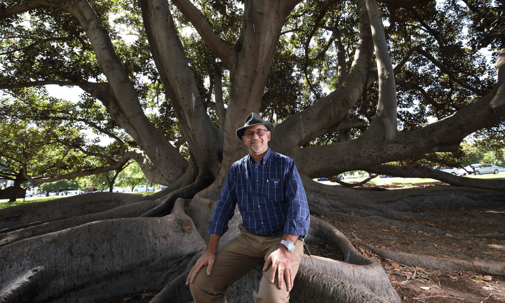 Thumbnail for A subjective guide to Adelaide’s most iconic trees