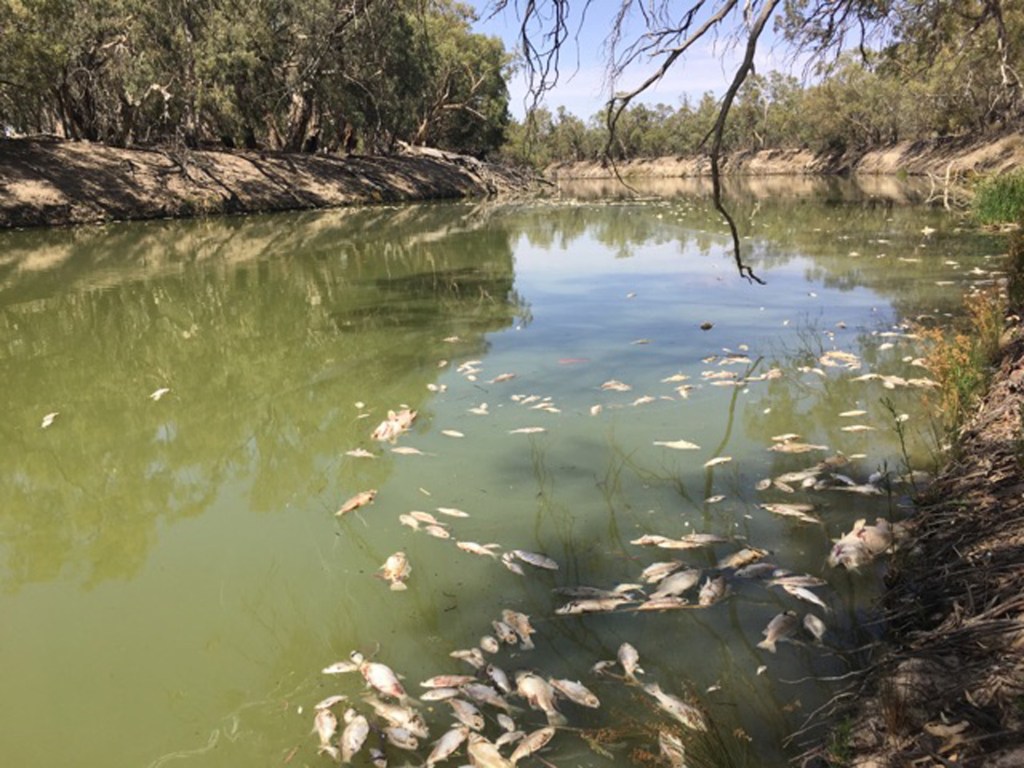 Thumbnail for “Catastrophic”: fish kills triggered by water over-use and drought