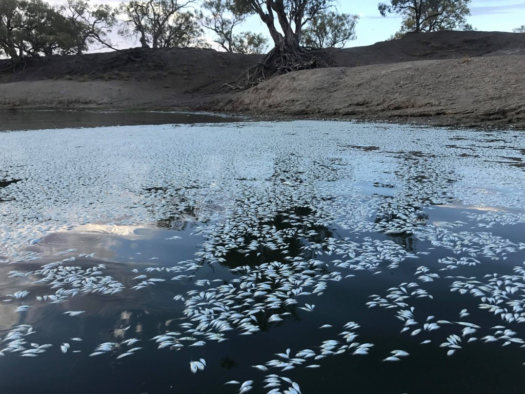 Thumbnail for “Environmental catastrophe” as river again covered in dead fish