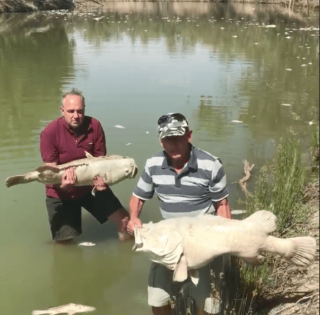 Thumbnail for Mass fish death a “man-made disaster”