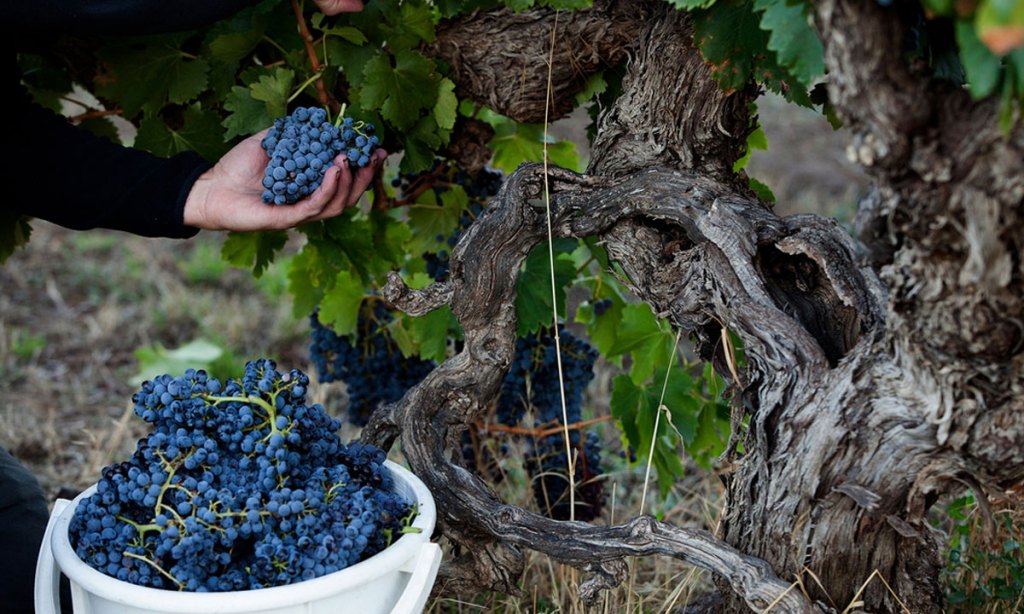 Thumbnail for Grape growers battle heat ahead of vintage