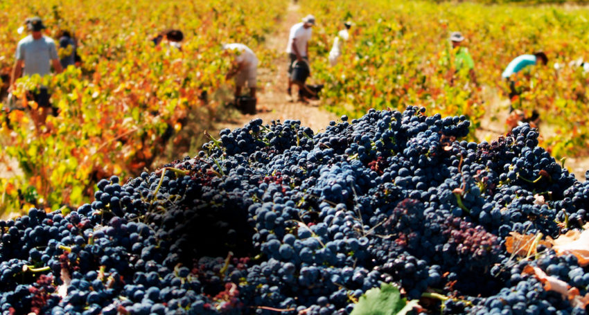 Thumbnail for Wine export concerns despite record year