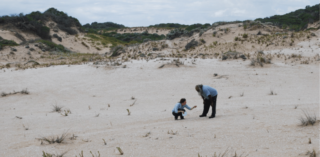 Kelly Wiltshire and Ngarrindjeri elder Major Sumner examine middens damaged by off-road vehicle use. Author provided