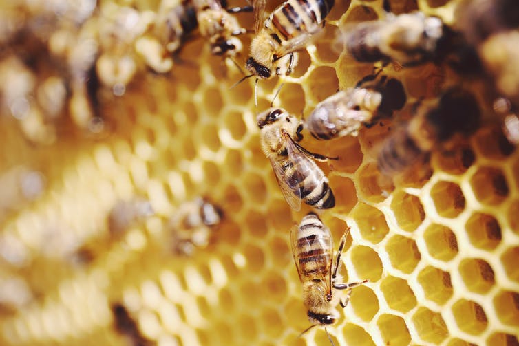 Thumbnail for New research shows bees can do maths