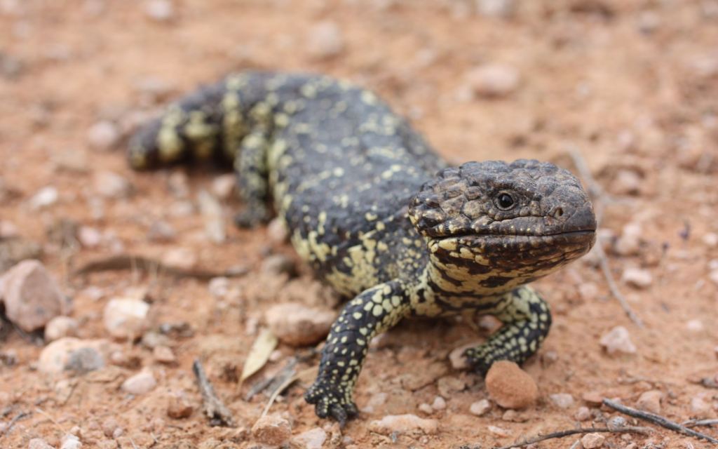 Thumbnail for Lizard evolution highlights power of climate change