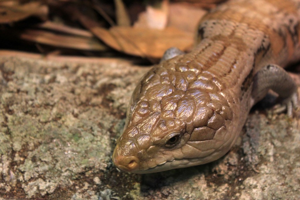 Grant funding has been awarded by the State Government to allow for the restoration of grassland habitat of the endangered pygmy bluetongue lizard. Photo: Wikimedia Commons