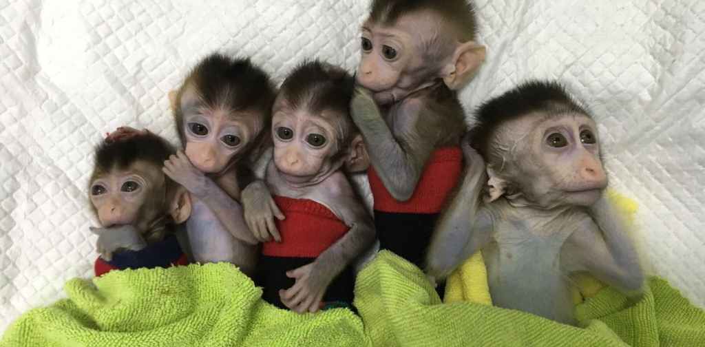 Thumbnail for Cloning monkeys for research puts humans on a slippery ethical slope