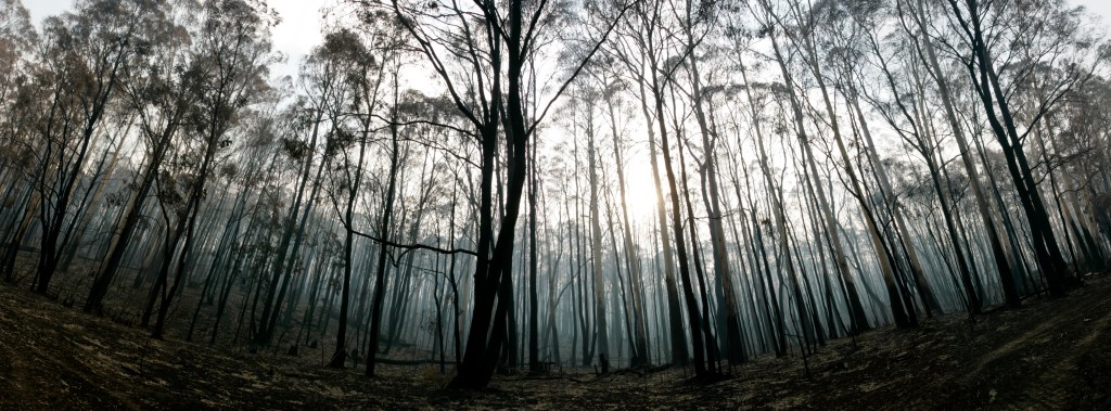 A forest left charred after the disastrous 2009 Black Saturday fires. Photo: AAP/Raoul Wegat