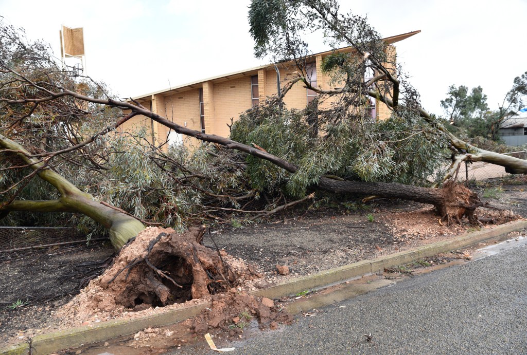 Emergency services have warned about trees falling during strong winds. Photo: AAP/David Mariuz