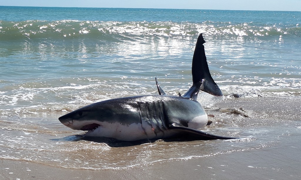 Thumbnail for Close shark encounter in South-East
