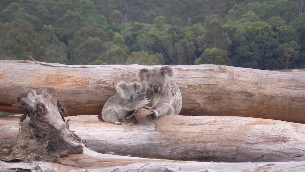 Thumbnail for Political silence as extinction crisis escalates