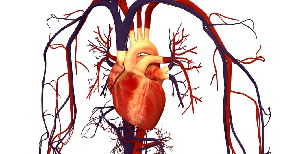 Thumbnail for Heart study takes on breast cancer’s double jeopardy