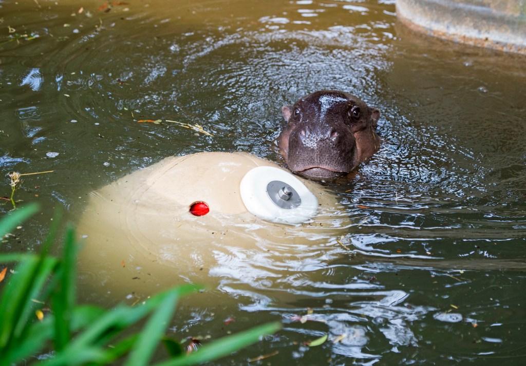Thumbnail for How happy is your pet? Zoos SA has an app for that