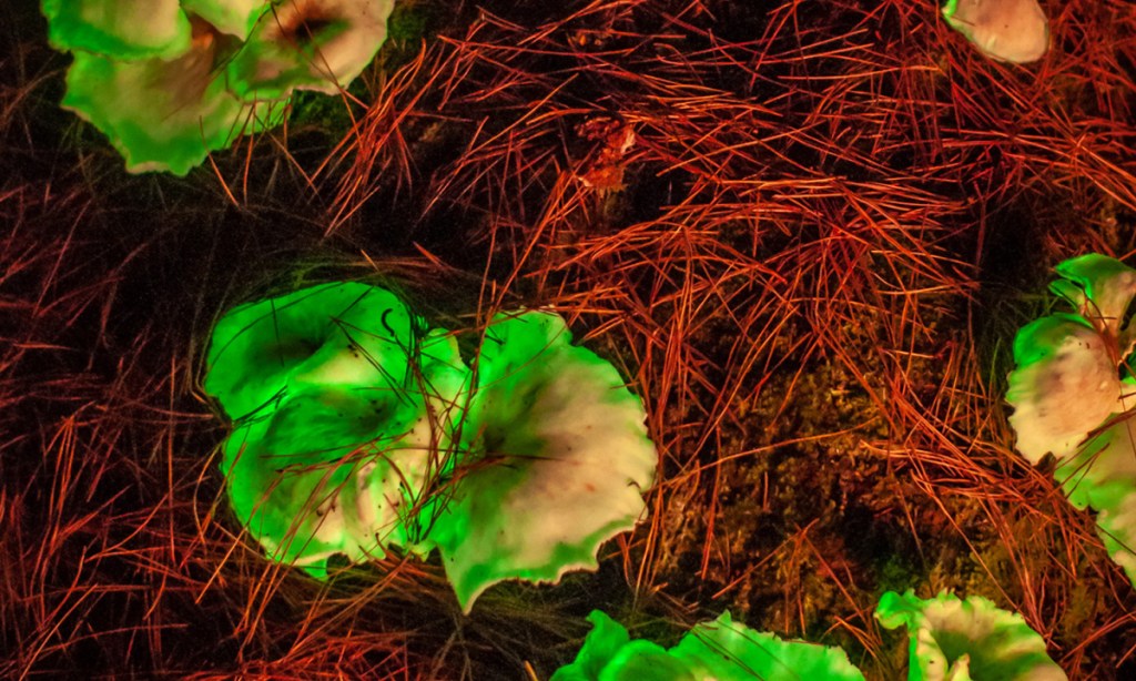 Ghost Mushroom Lane | Mount Gambier. Photo credit: Dean Weekley