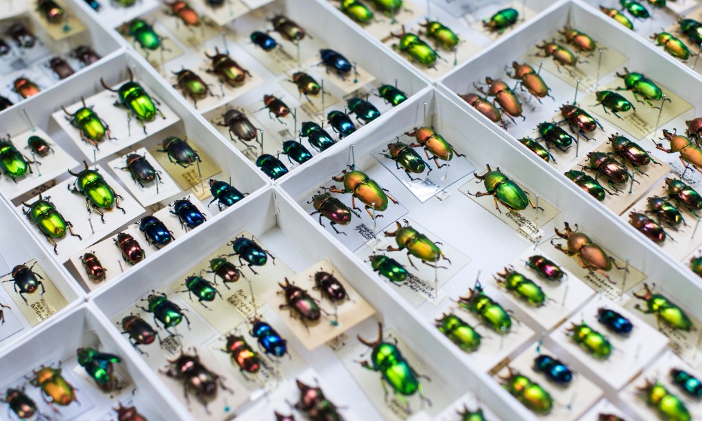 Thumbnail for AI to help name Australia’s anonymous flora and fauna