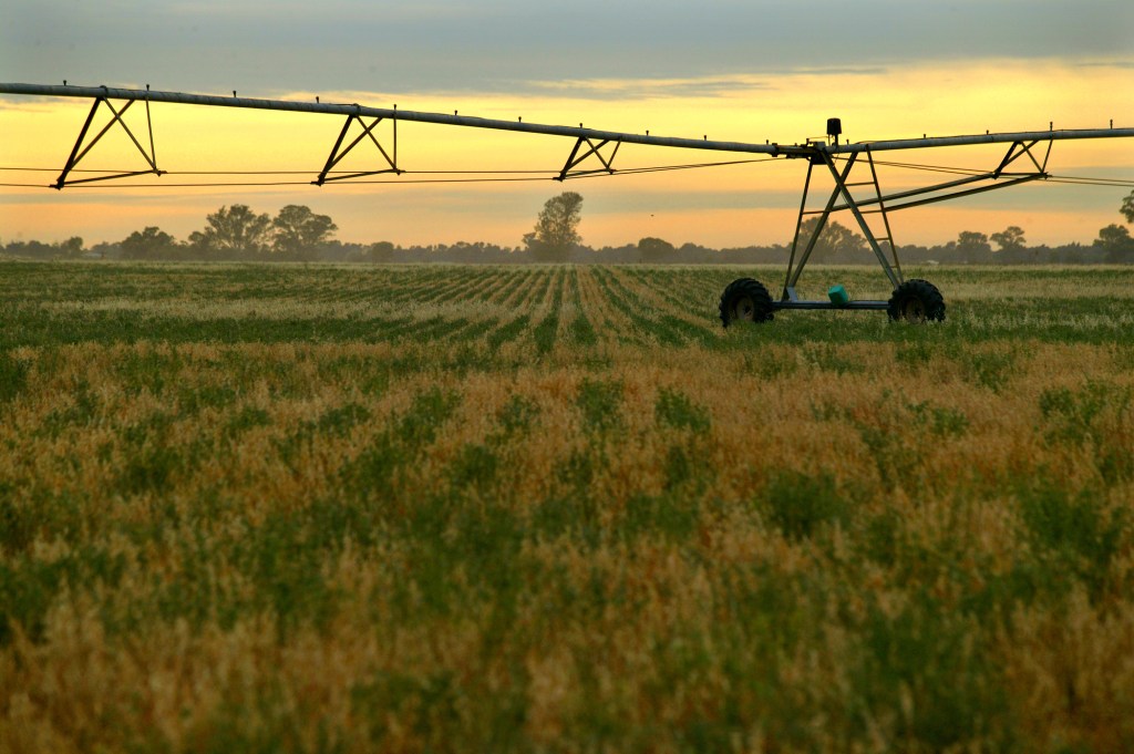 GM canola crops in Victoria. Photo: AAP/Greenpeace