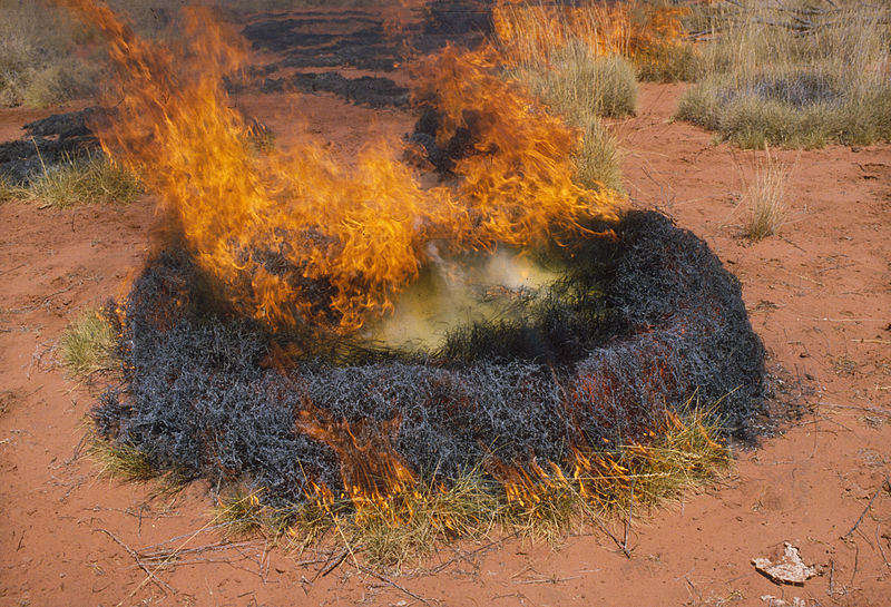 Thumbnail for Aboriginal scientific insights to be part of SA curriculum