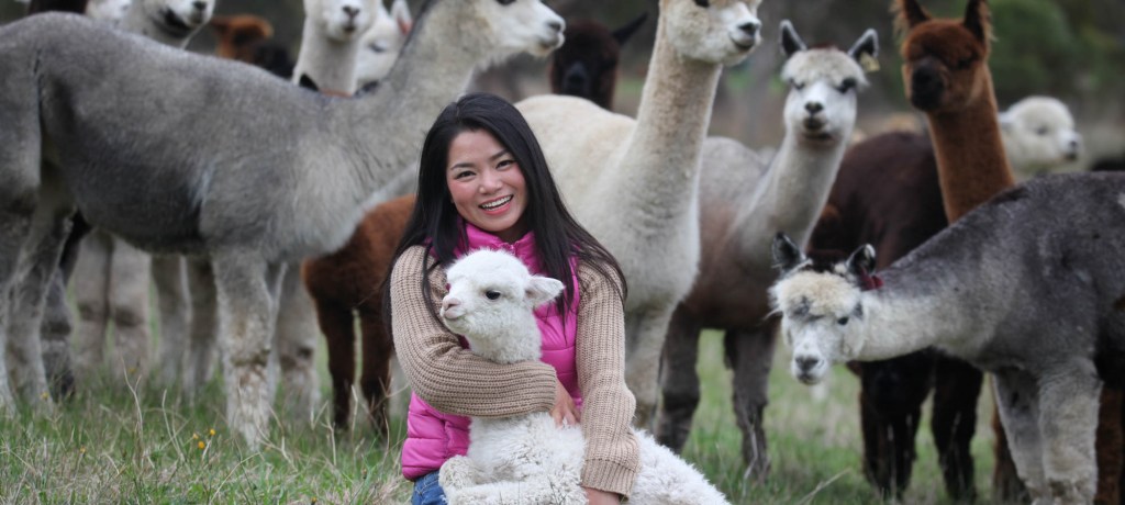 Thumbnail for Fleurieu alpaca farm a hit with overseas visitors