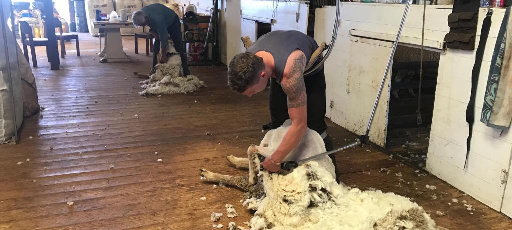 Thumbnail for Jamestown’s one-armed shearer defying the odds