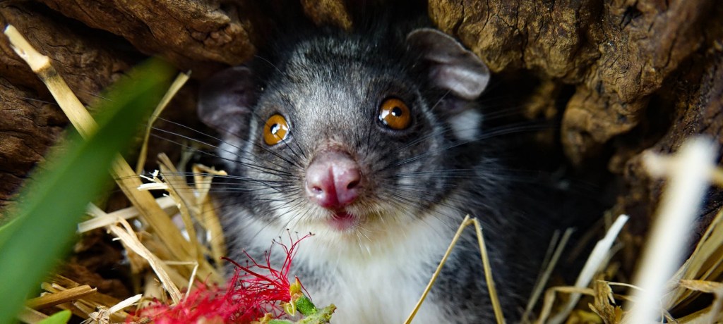 Thumbnail for Life reinstated to much-loved Warrawong Wildlife Sanctuary