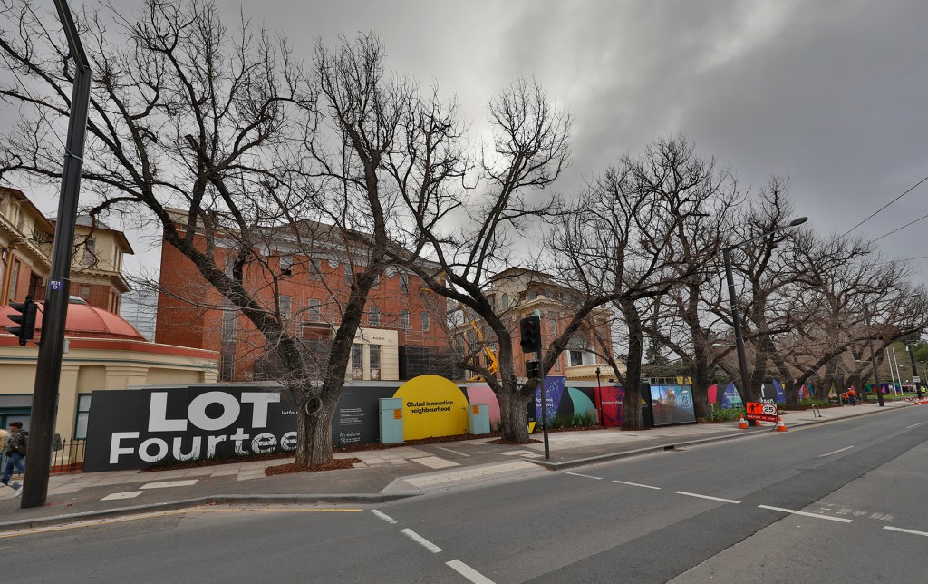 Thumbnail for City council to approve axing historic North Tce trees