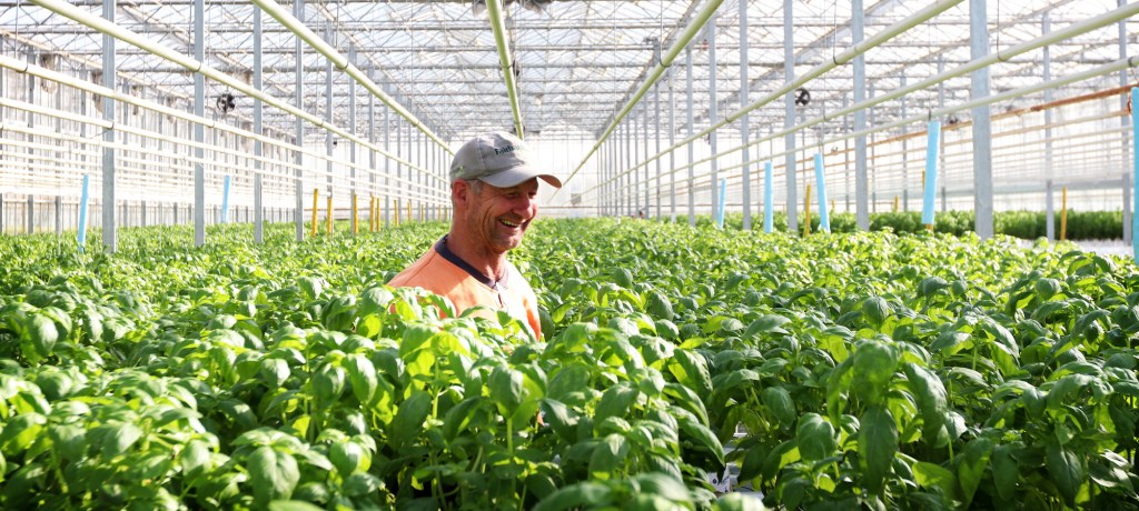 Thumbnail for Migrants and ‘Masterchef effect’ contribute to herb grower’s success