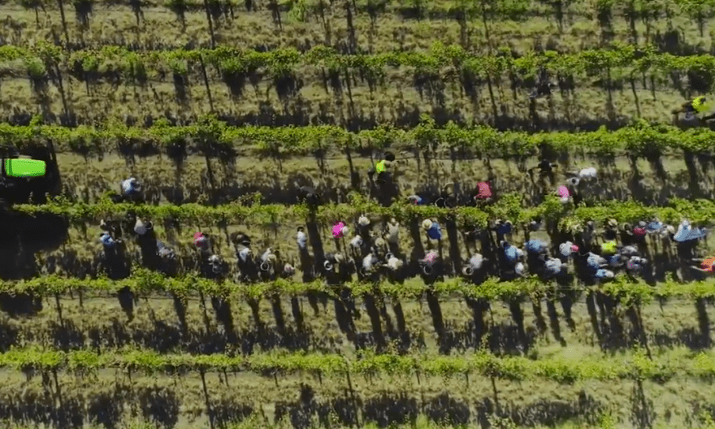 Picking for the Homeless Grapes project. 