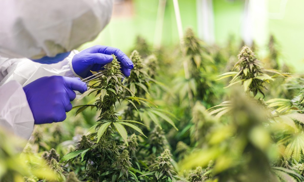 Thumbnail for Is South Australia finally nearing its medicinal cannabis boom?