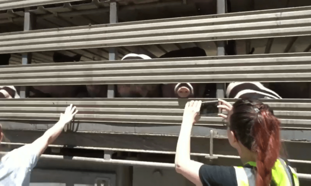 Thumbnail for “The penalties will not stop the activists”: SA trespassing bill doesn’t faze protesters