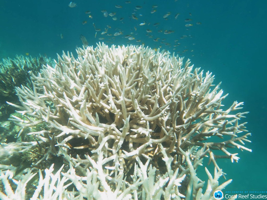 Senator Pauline Hanson says Great Barrier Reef coral bleaching occurs naturally. Photo: AAP/Bette Willis