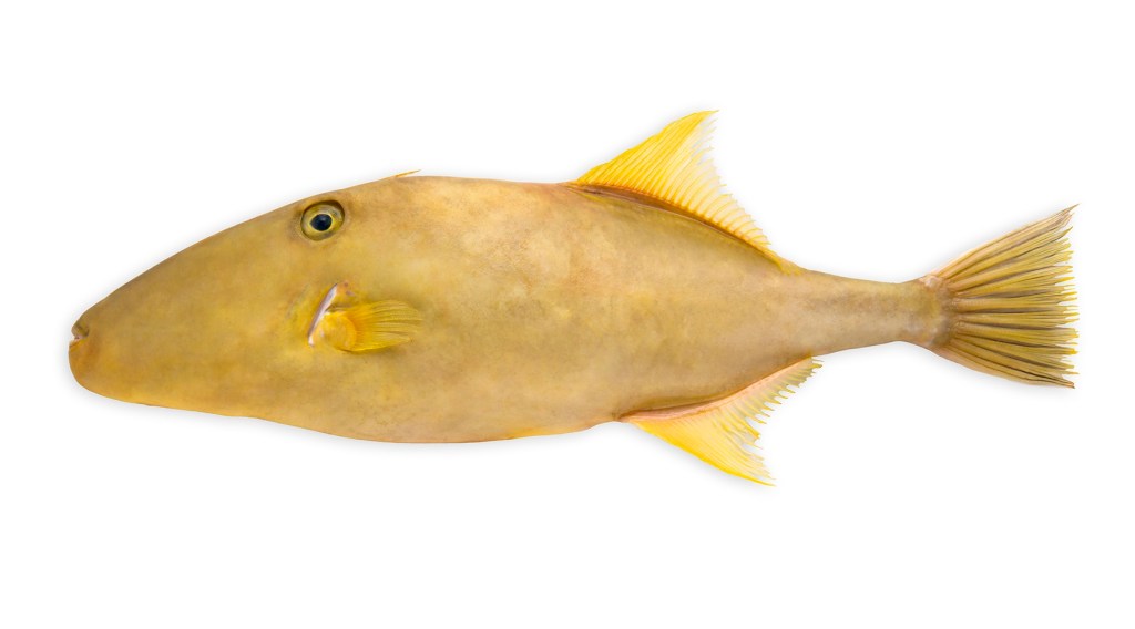 The Leatherjacket isn't the most elegant fish, but it has found a market in China. Supplied image