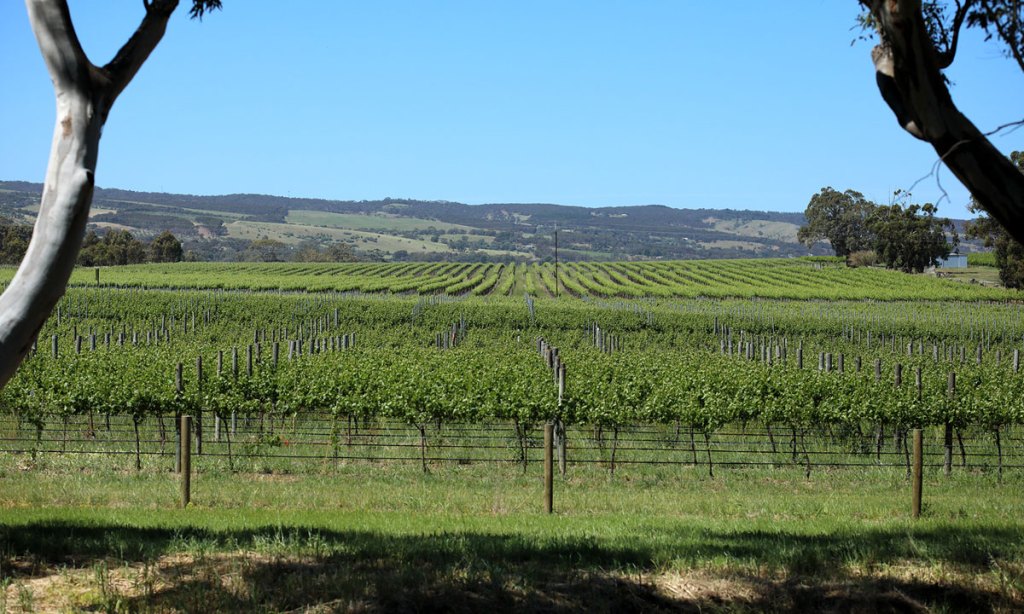 McLaren Vale winemakers say GM crops in their region will threaten their valuable biodynamic industry. Photo supplied