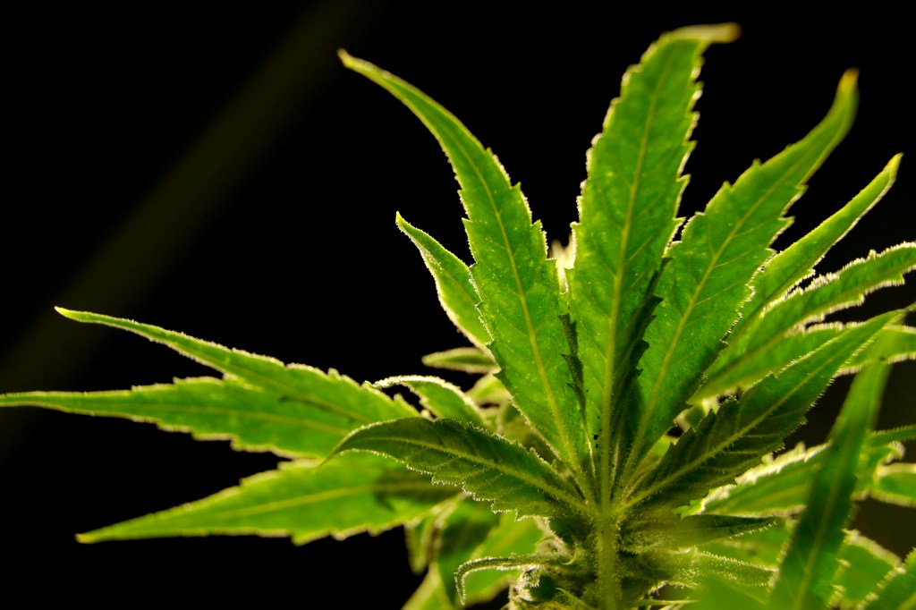 Thumbnail for US committee backs decriminalising, taxing marijuana
