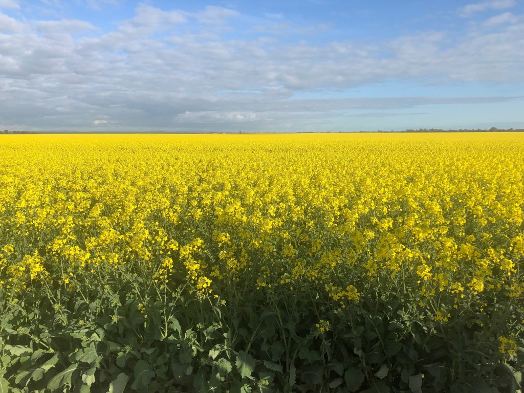 A canola field: grain producers point to research showing the GM crop ban has cost SA canola growers $33 million. Supplied image