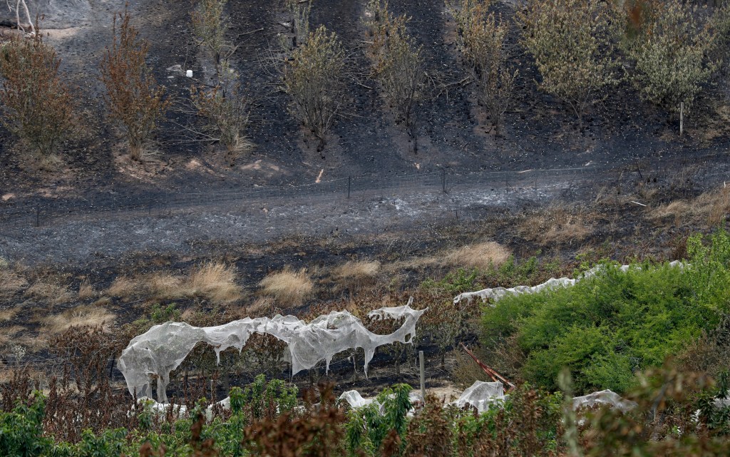 Thumbnail for Losses from Hills fire continue to rise
