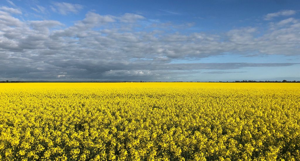 Thumbnail for A bountiful harvest of debate over GM crops go-ahead
