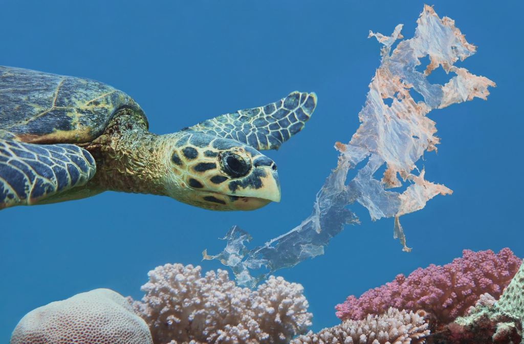 Plastics break down in the ocean to release chemicals and microplastics into the envrionment. Photo: Getty Images