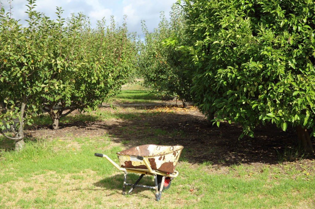 Thumbnail for Apple and pear growers reject push for GM-free Hills
