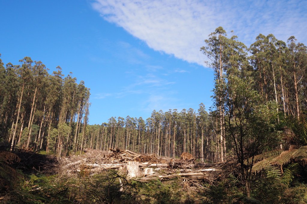 Thumbnail for Call to axe logging in national parks to cut bushfire risk