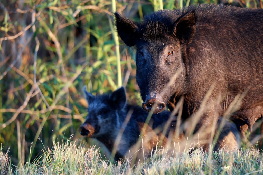 Thumbnail for KI feral pigs face post-bushfire cull