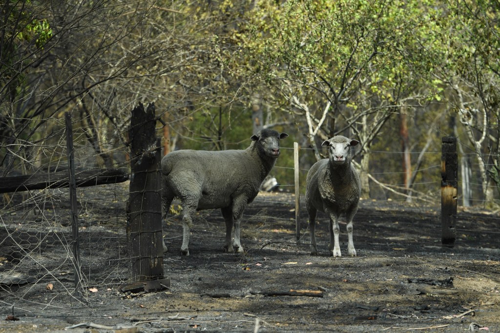 Thumbnail for Army to help bury livestock killed in fires