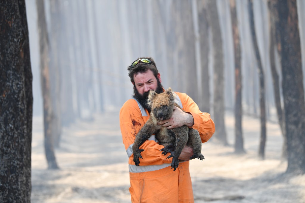 Thumbnail for $50m boost for fire-affected wildlife