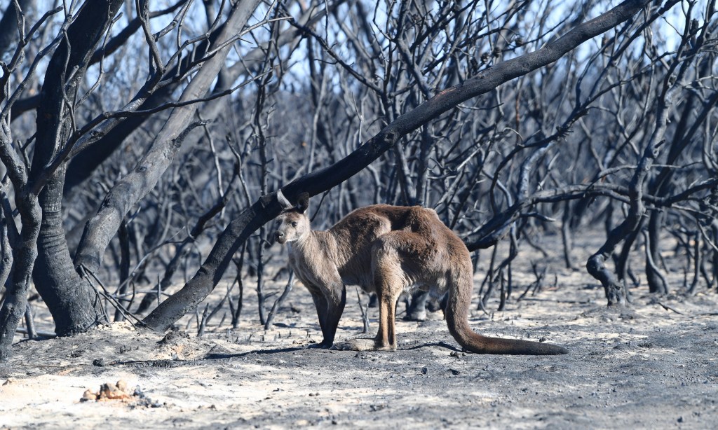 Thumbnail for Coronavirus delivers fresh blow to bushfire-hit Kangaroo Island