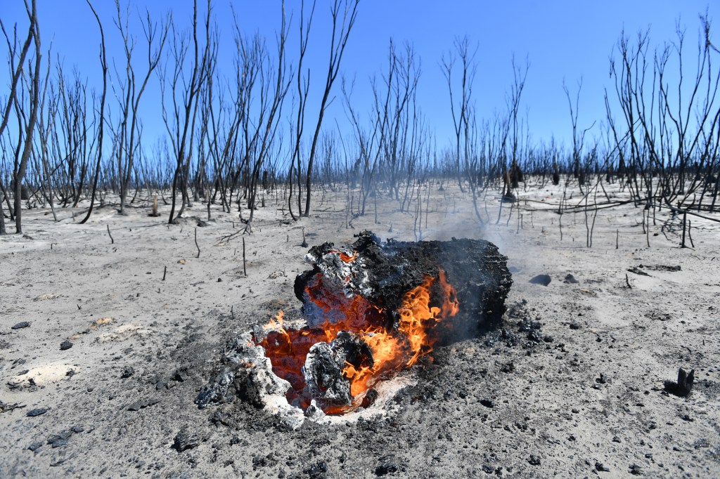 Thumbnail for Fire devastation must not burn out conservation efforts